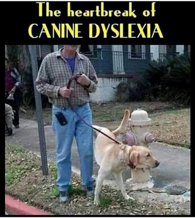 The heartbreak of CANINE DYSLEXIA