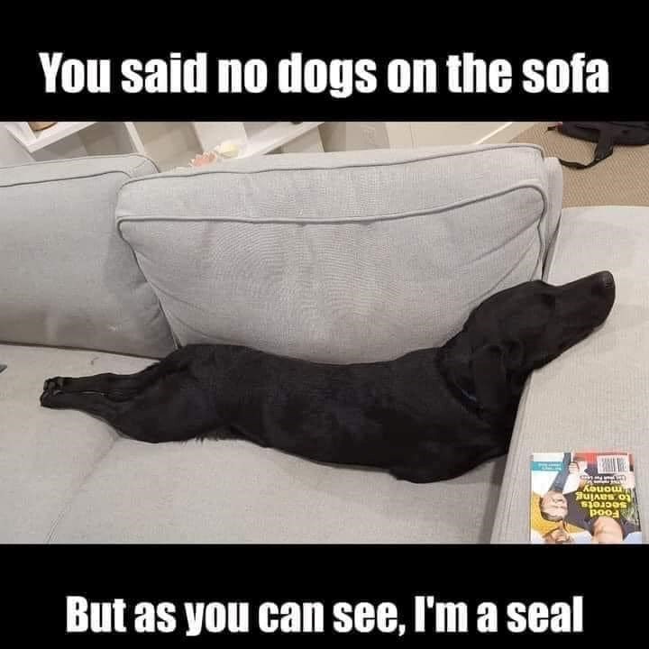 You said no dogs on the sofa But as you can see, I'm a seal money to saving Secrets Food
