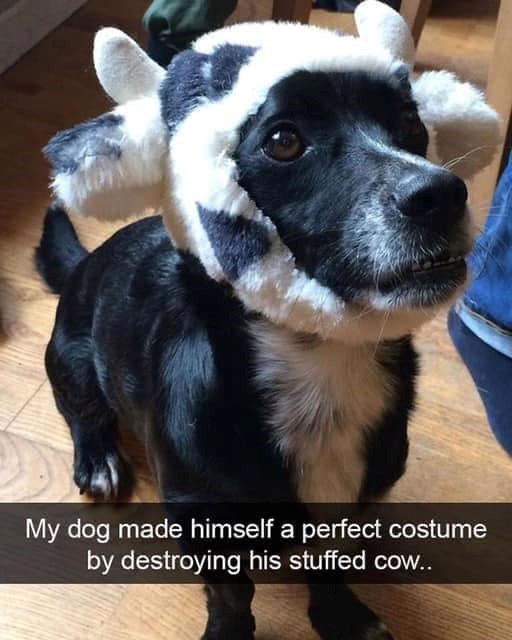 My dog made himself a perfect costume by destroying his stuffed cow..
