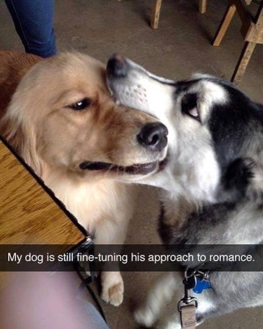 My dog is still fine-tuning his approach to romance.