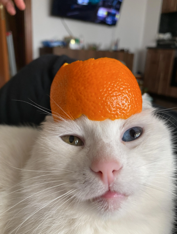 Cheezburger Image 10643843072