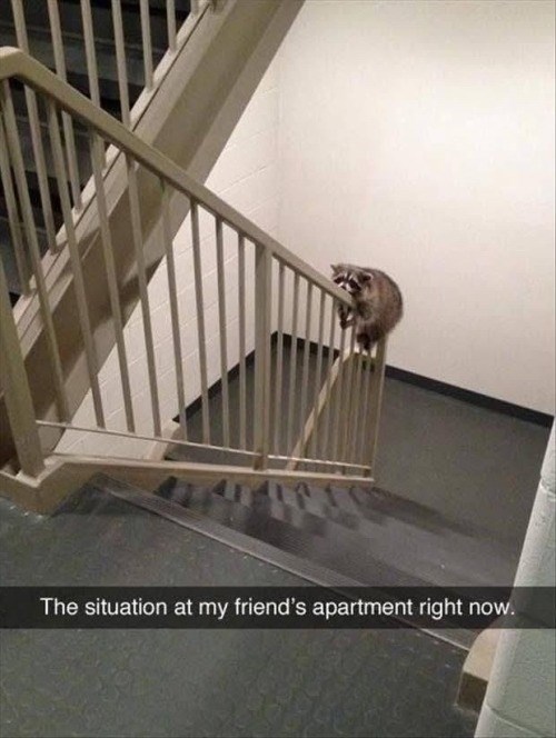 The situation at my friend's apartment right now.