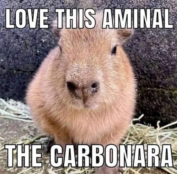 LOVE THIS AMINAL THE CARBONARA