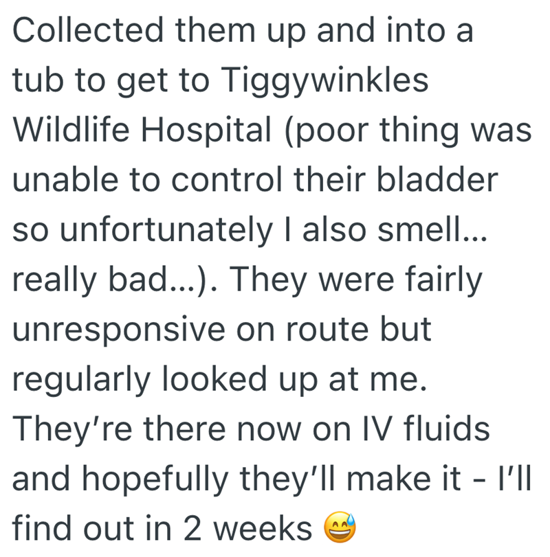 Collected them up and into a tub to get to Tiggywinkles Wildlife Hospital (poor thing was unable to control their bladder so unfortunately I also smell... really bad...). They were fairly unresponsive on route but regularly looked up at me. They're there now on IV fluids and hopefully they'll make it - I'll find out in 2 weeks