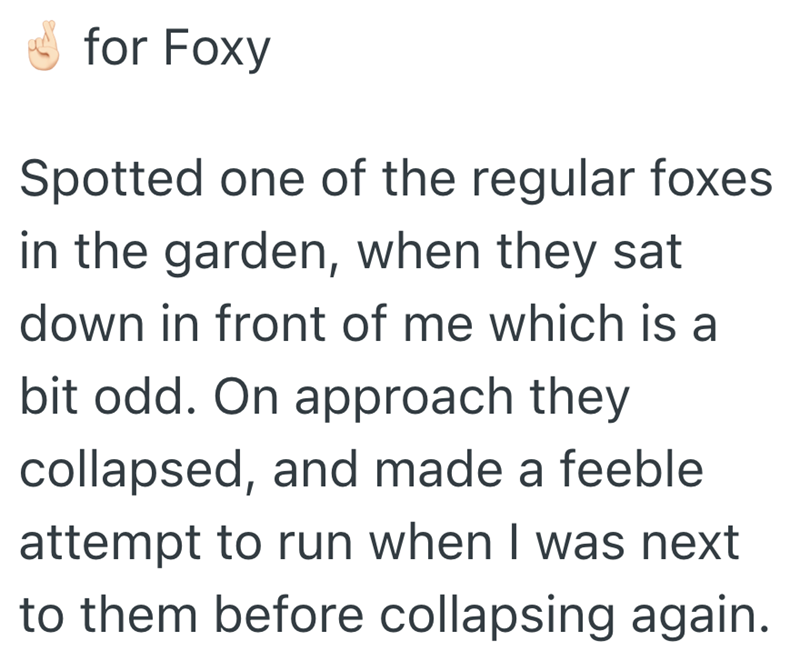 for Foxy Spotted one of the regular foxes in the garden, when they sat down in front of me which is a bit odd. On approach they collapsed, and made a feeble attempt to run when I was next to them before collapsing again.