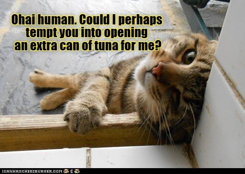 Cheezburger Image 10643927552