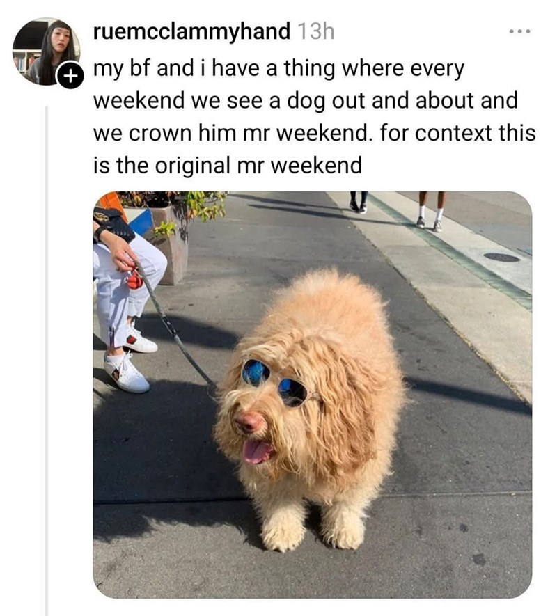 ruemcclammyhand 13h + my bf and i have a thing where every weekend we see a dog out and about and we crown him mr weekend. for context this is the original mr weekend