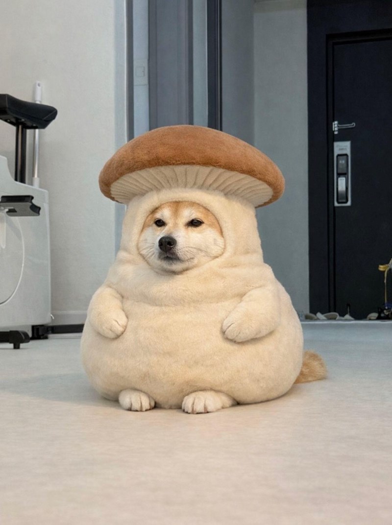 Cheezburger Image 10643966208