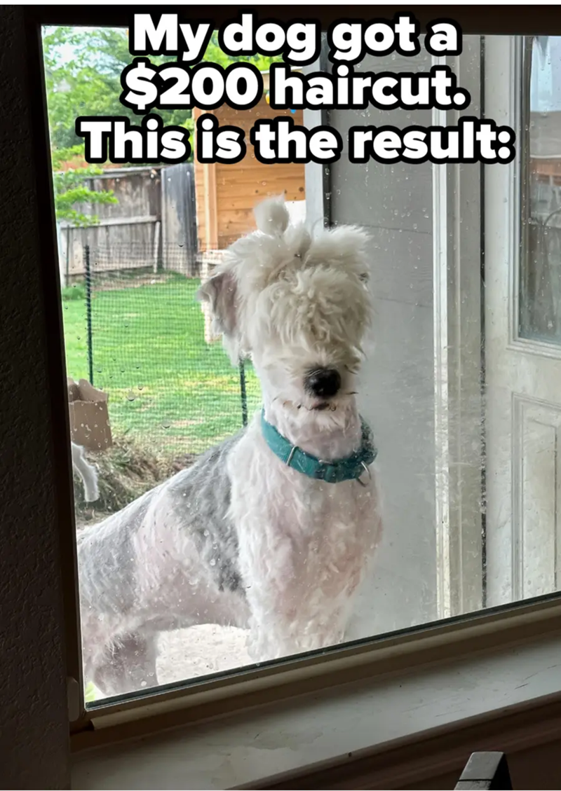 My dog got a $200 haircut. This is the result: