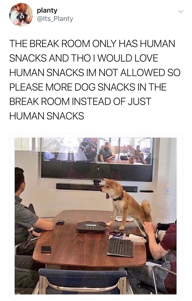 planty @Its_Planty THE BREAK ROOM ONLY HAS HUMAN SNACKS AND THO I WOULD LOVE HUMAN SNACKS IM NOT ALLOWED SO PLEASE MORE DOG SNACKS IN THE BREAK ROOM INSTEAD OF JUST HUMAN SNACKS