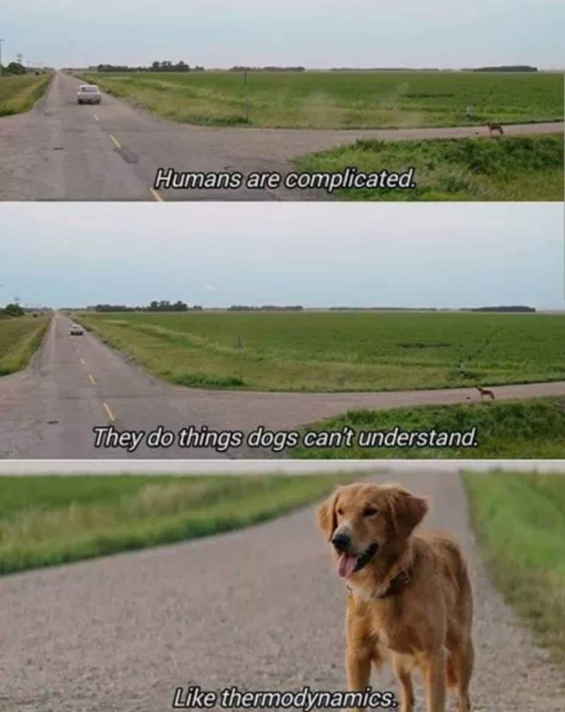 Humans are complicated. They do things dogs can't understand. Like thermodynamics.