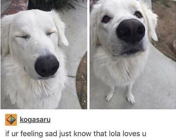 kogasaru if ur feeling sad just know that lola loves u