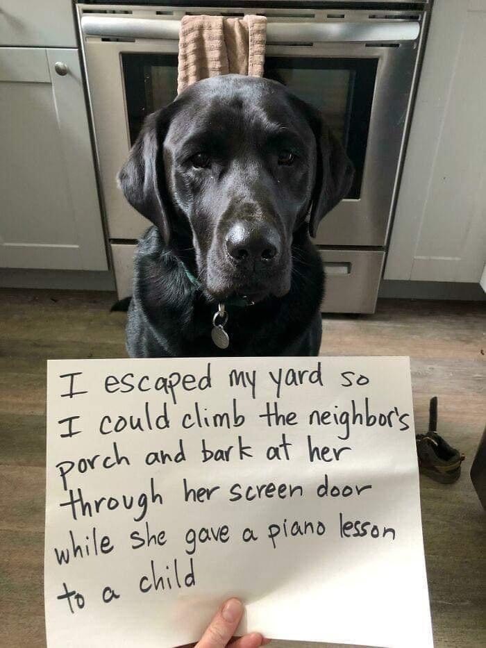 I escaped my yard so I could climb the neighbor's porch and bark at her through her screen door while she gave a piano lesson child to a