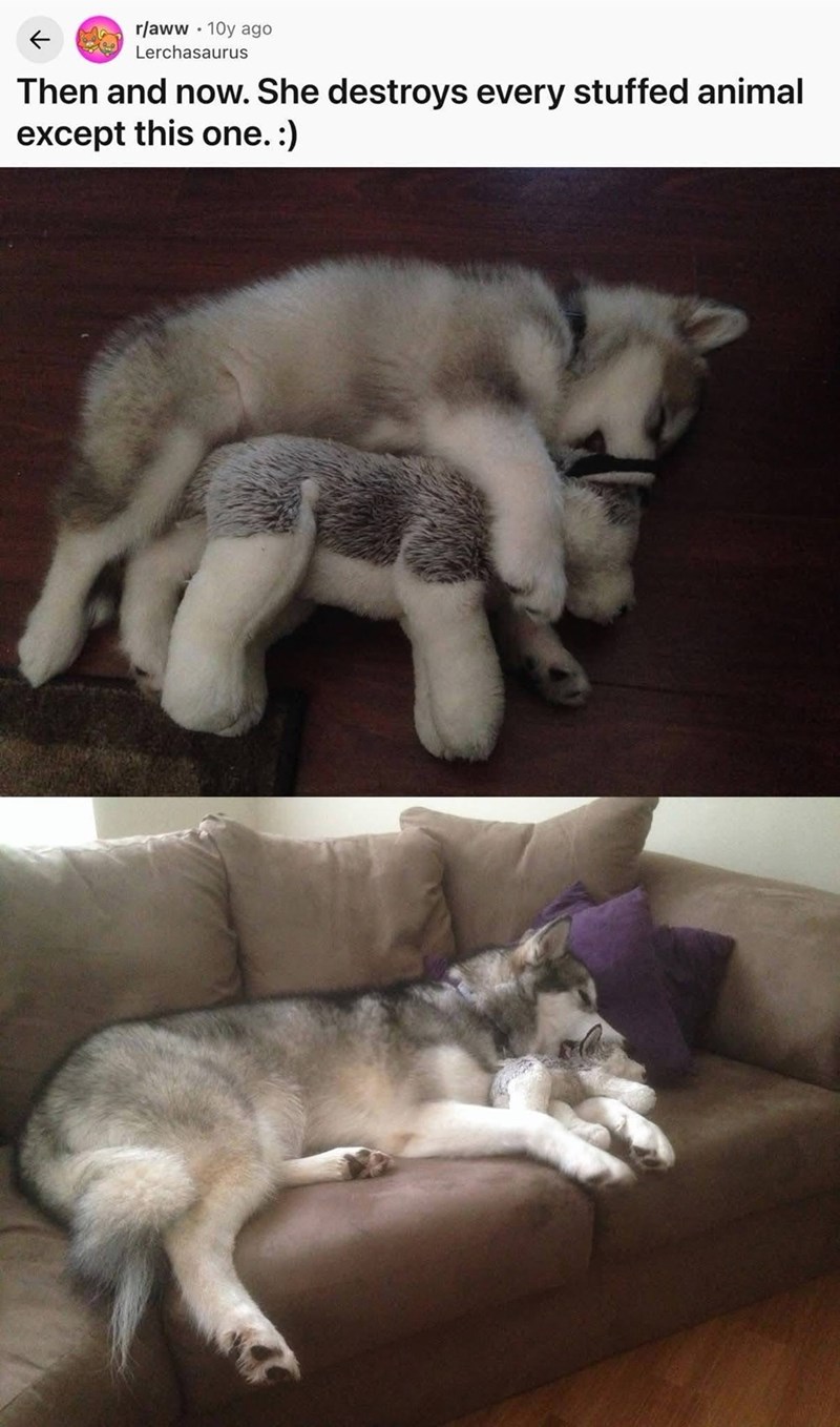 r/aww 10y ago . Lerchasaurus Then and now. She destroys every stuffed animal except this one. :)