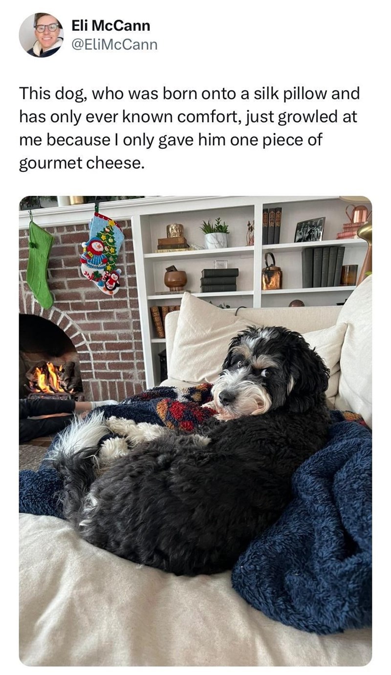 Eli McCann @EliMcCann This dog, who was born onto a silk pillow and has only ever known comfort, just growled at me because I only gave him one piece of gourmet cheese.