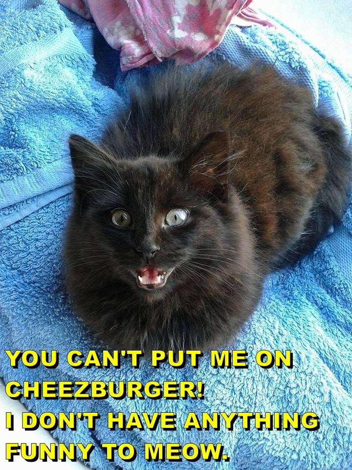 Cheezburger Image 10643983616