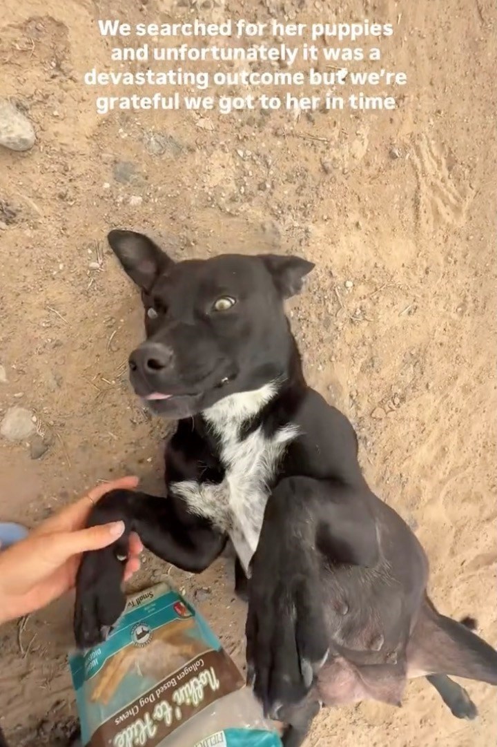 a b c We searched for her puppies and unfortunately it was a devastating outcome but we're grateful we got to her in time
