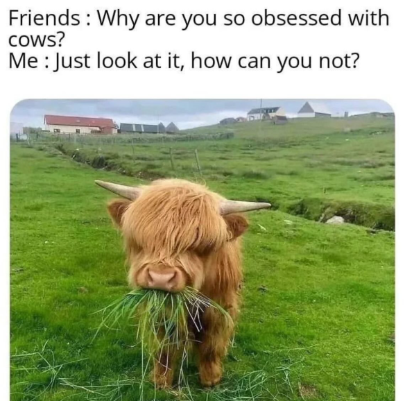 Friends: Why are you so obsessed with cows? Me: Just look at it, how can you not?