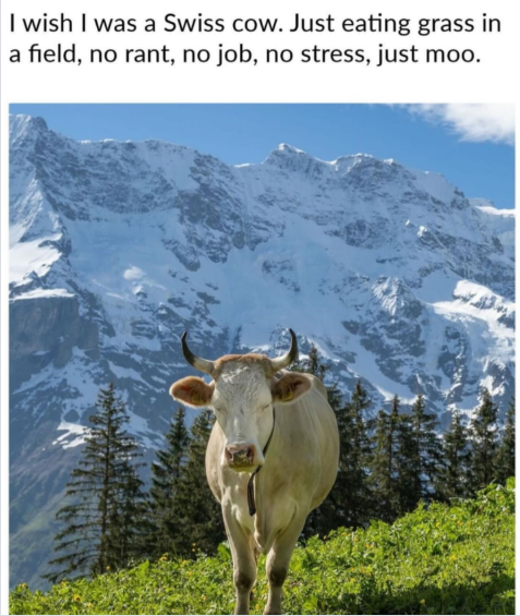 I wish I was a Swiss cow. Just eating grass in a field, no rant, no job, no stress, just moo.