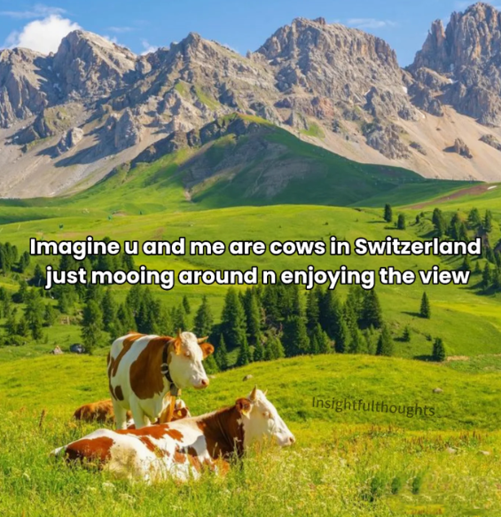 Imagine u and me are cows in Switzerland just mooing around n enjoying the view Insightfulthoughts