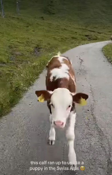 this calf ran up to us ke a puppy in the Swiss Alps