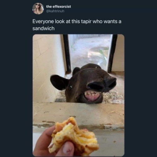the effexorcist @kahtrinuh Everyone look at this tapir who wants a sandwich