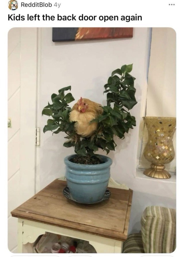 RedditBlob 4y Kids left the back door open again