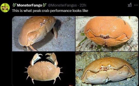 MonsterFangs @MonsterFangss 22h This is what peak crab performance looks like
