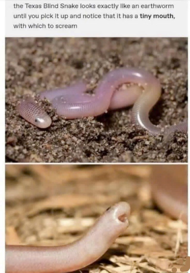 the Texas Blind Snake looks exactly like an earthworm until you pick it up and notice that it has a tiny mouth, with which to scream