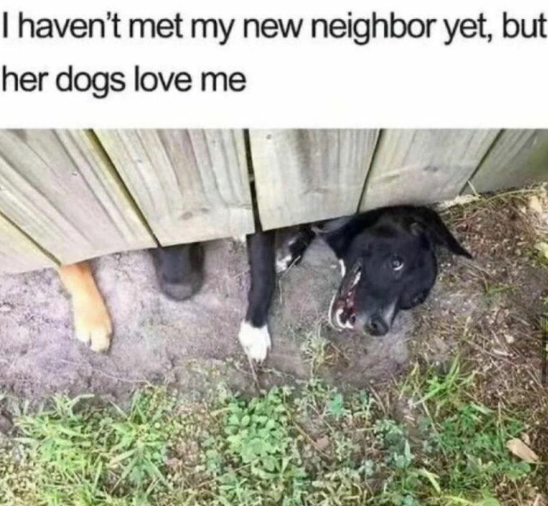 I haven't met my new neighbor yet, but her dogs love me