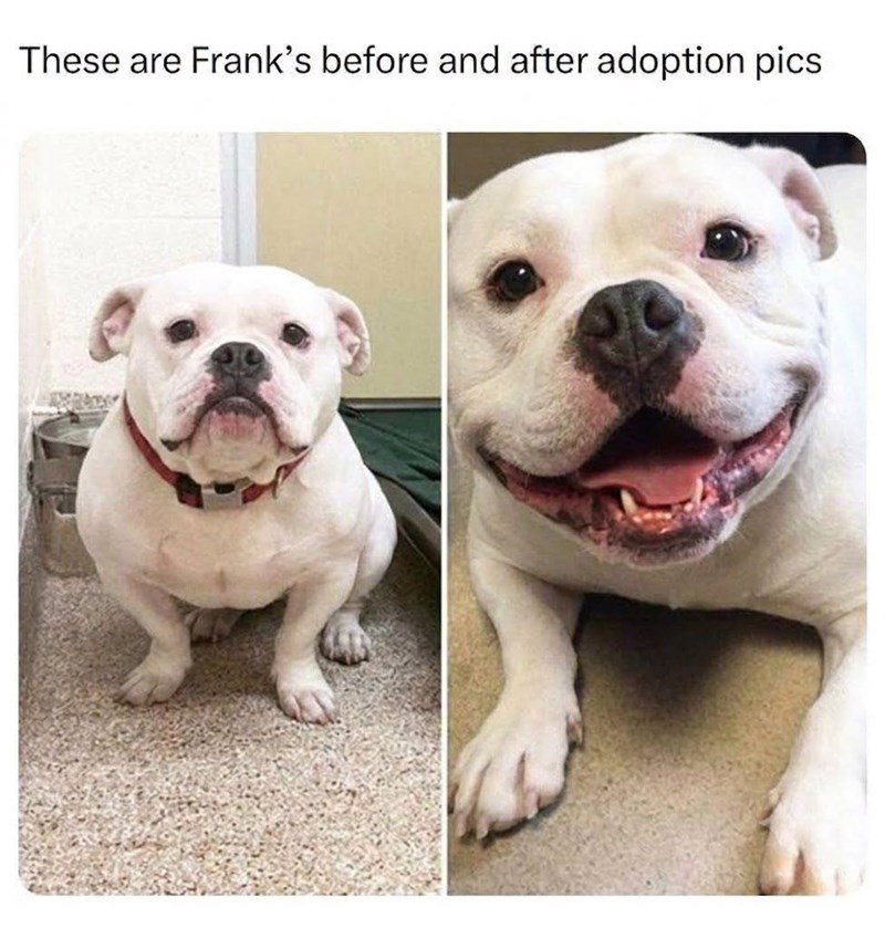 These are Frank's before and after adoption pics