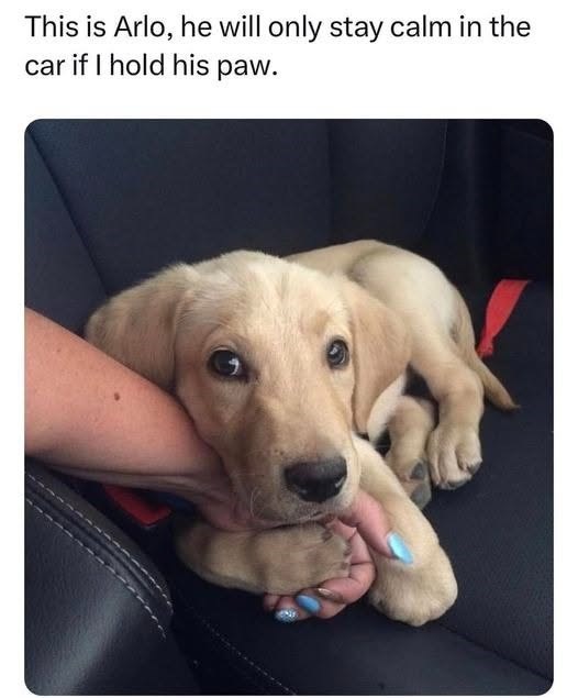 This is Arlo, he will only stay calm in the car if I hold his paw.