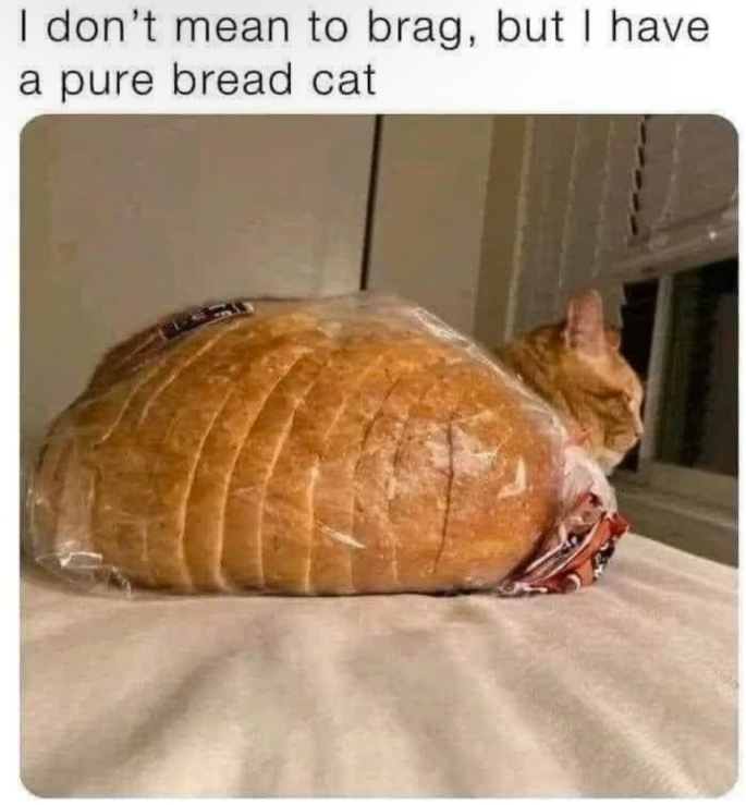 I don't mean to brag, but I have a pure bread cat