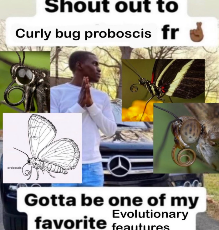 Shout out to Curly bug proboscis fr proboscis Gotta be one of my Evolutionary favorite feautures