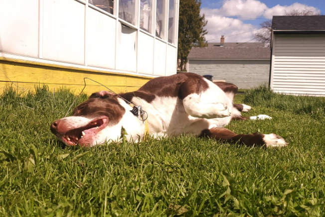 Cheezburger Image 10644165120