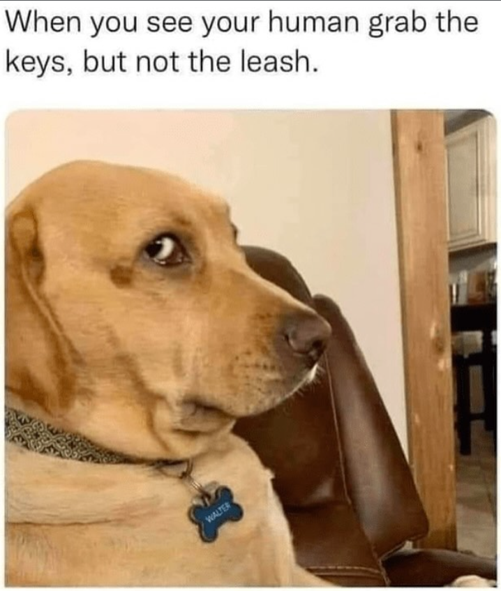 When you see your human grab the keys, but not the leash. WALTER