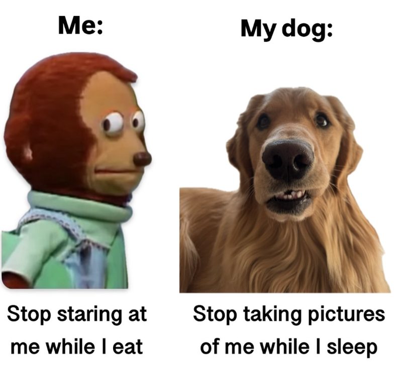 Me: My dog: Stop staring at me while I eat Stop taking pictures of me while I sleep