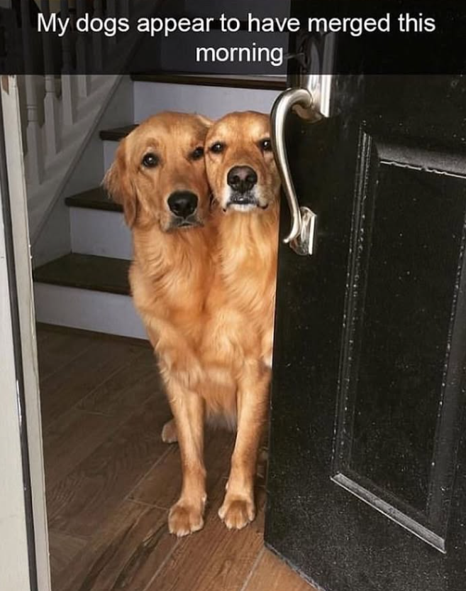 My dogs appear to have merged this morning