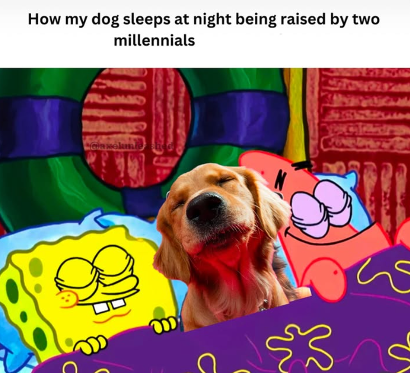 How my dog sleeps at night being raised by two millennials Coin welute shed. C