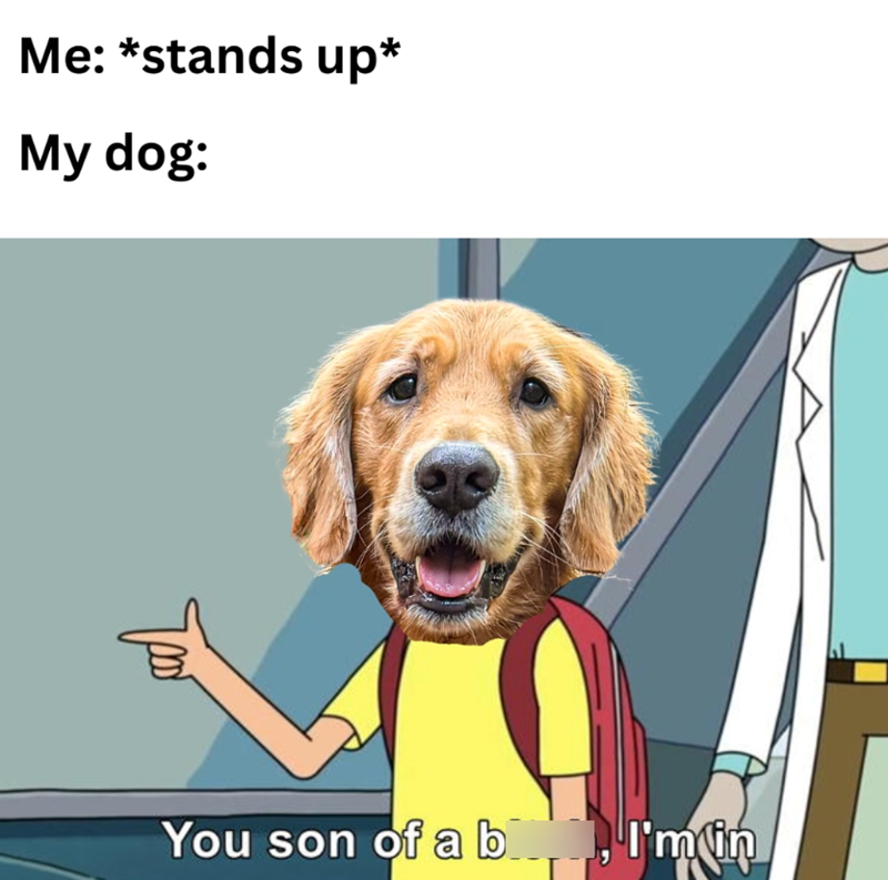 Me: *stands up* My dog: троб You son of a b, I'm in