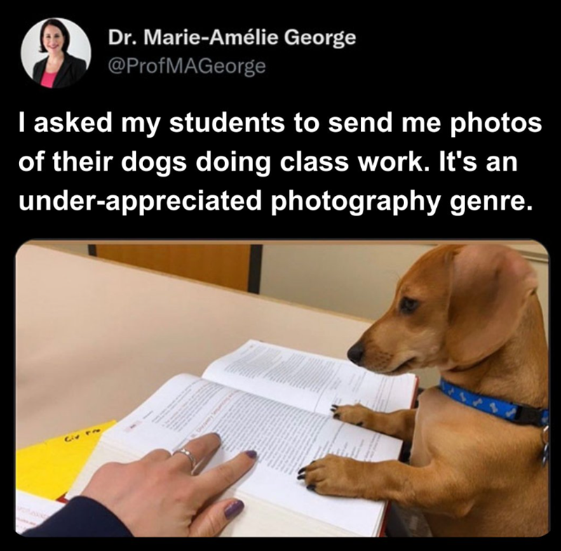 Dr. Marie-Amélie George @ProfMAGeorge I asked my students to send me photos of their dogs doing class work. It's an under-appreciated photography genre.