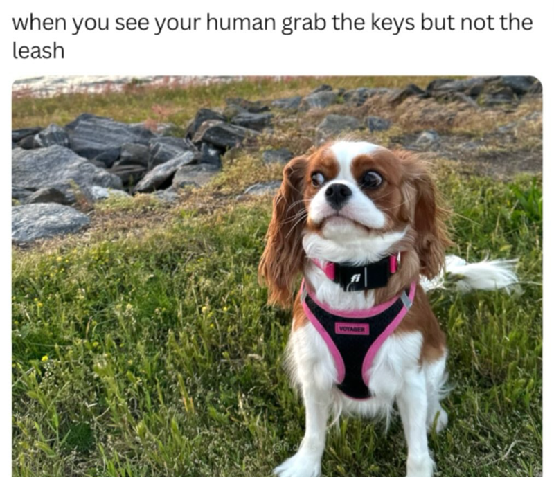 when you see your human grab the keys but not the leash VOYAGER