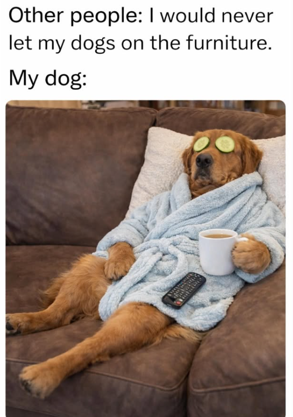 Other people: I would never let my dogs on the furniture. My dog: