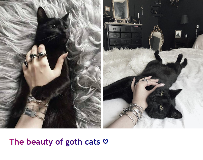 The beauty of goth cats ♡