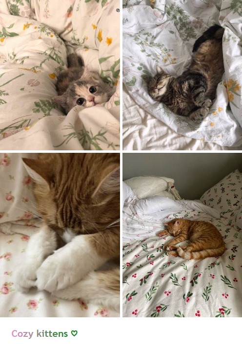 Cozy kittens ♥