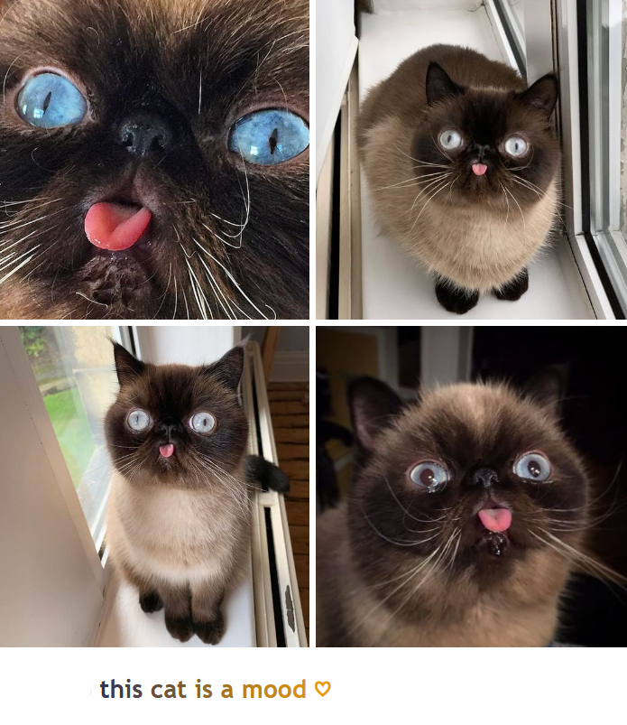 this cat is a mood ♡