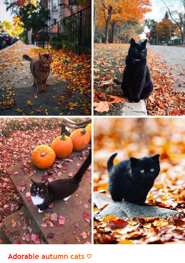 Adorable autumn cats ♡