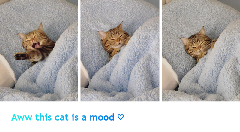 Aww this cat is a mood ♡