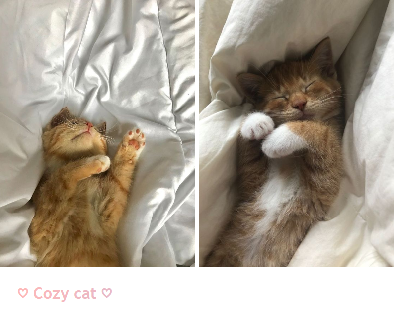 ♥ Cozy cat ♡