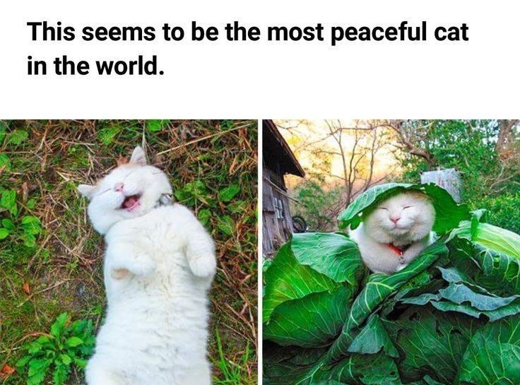 This seems to be the most peaceful cat in the world.